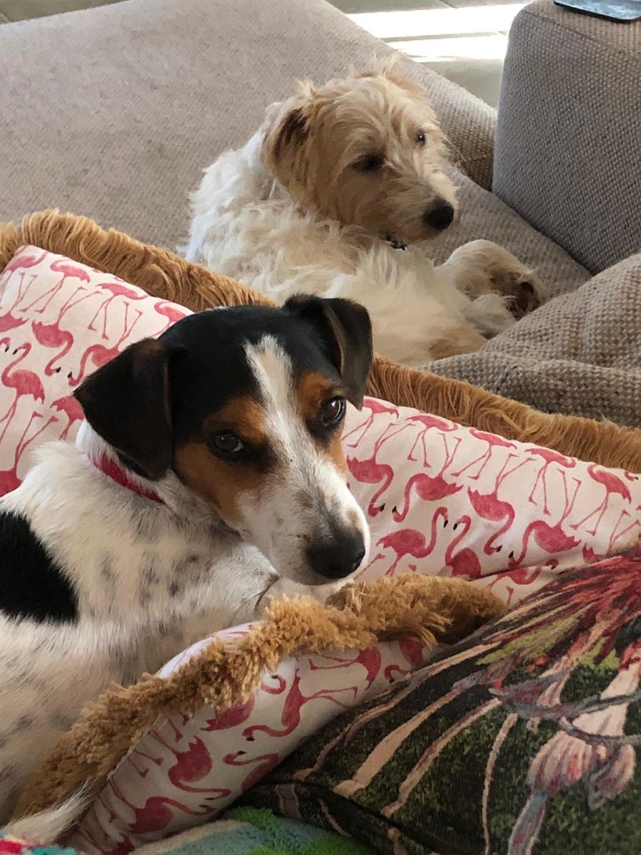 GusinTime's tweet photo. #throwbackwednesday 
Chilling with Reggie, my big bro always looks out for me. Have a furtastic week pals. Remember it’s Kings Birthday weekend in New Zealand, enjoy the long weekend my NZ frens https://t.co/7UDV23bcB8