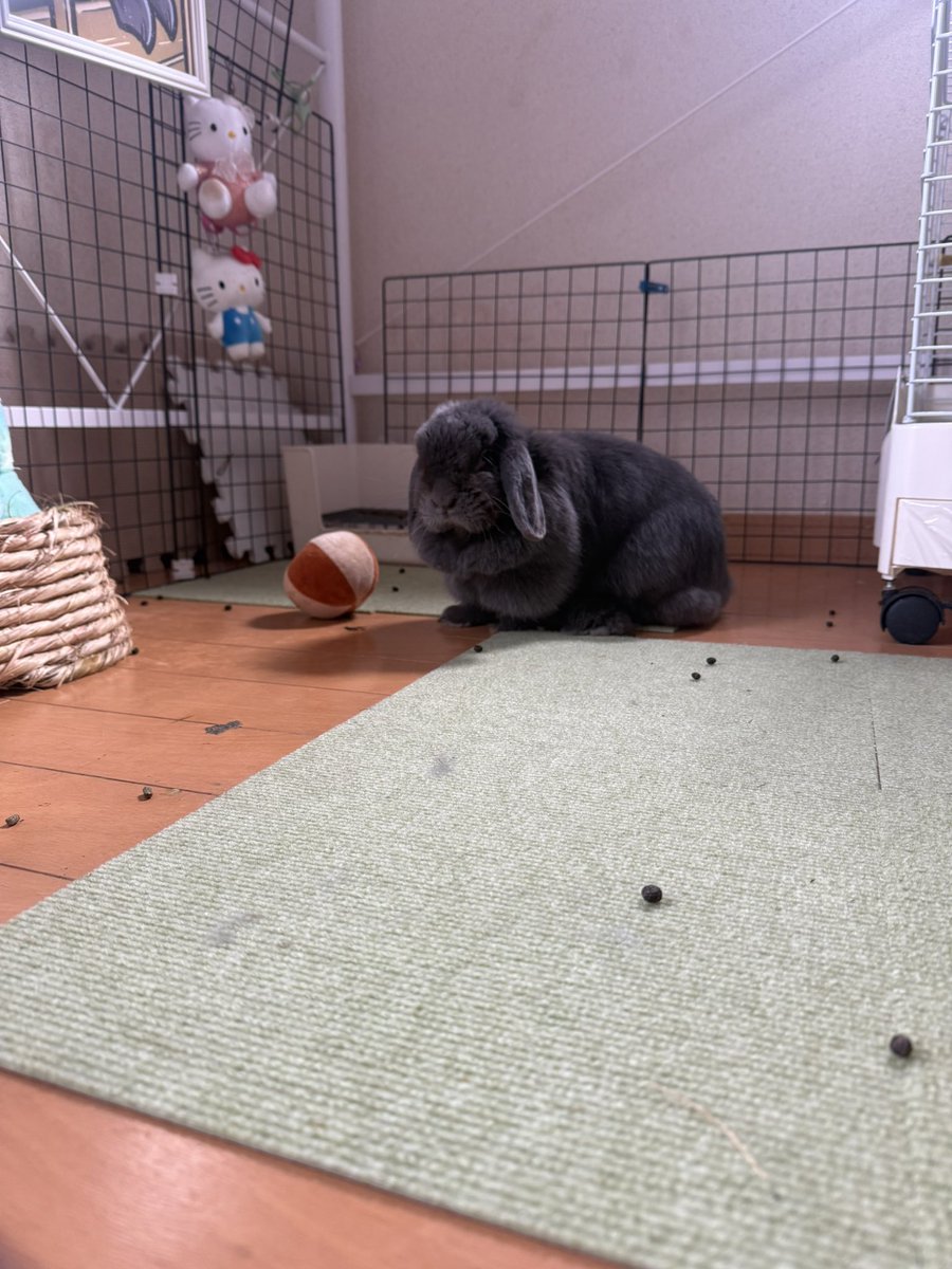 rabbitmiltty's tweet photo. #うさぎ好きさんと繋がりたい
#バニーズエンターテインメント
#うさぎのいる暮らし　#みるてぃ
#ホーランド

朝から
タピオカ撒き散らしパーティー🥳 https://t.co/OksyoLdcRP