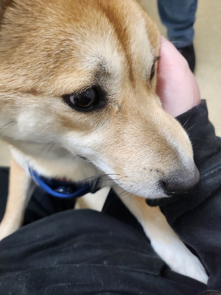 Merrowbrush's tweet photo. Little man is ok. Just has a little tummy bug. Got some medicine and headed home to work more. https://t.co/QaCUdzRTXF