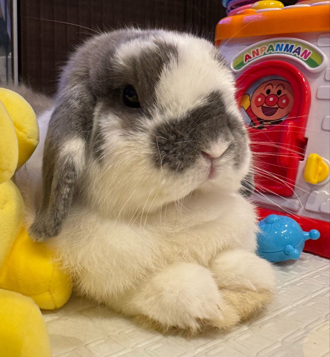 おそば🐰おれお tweet media