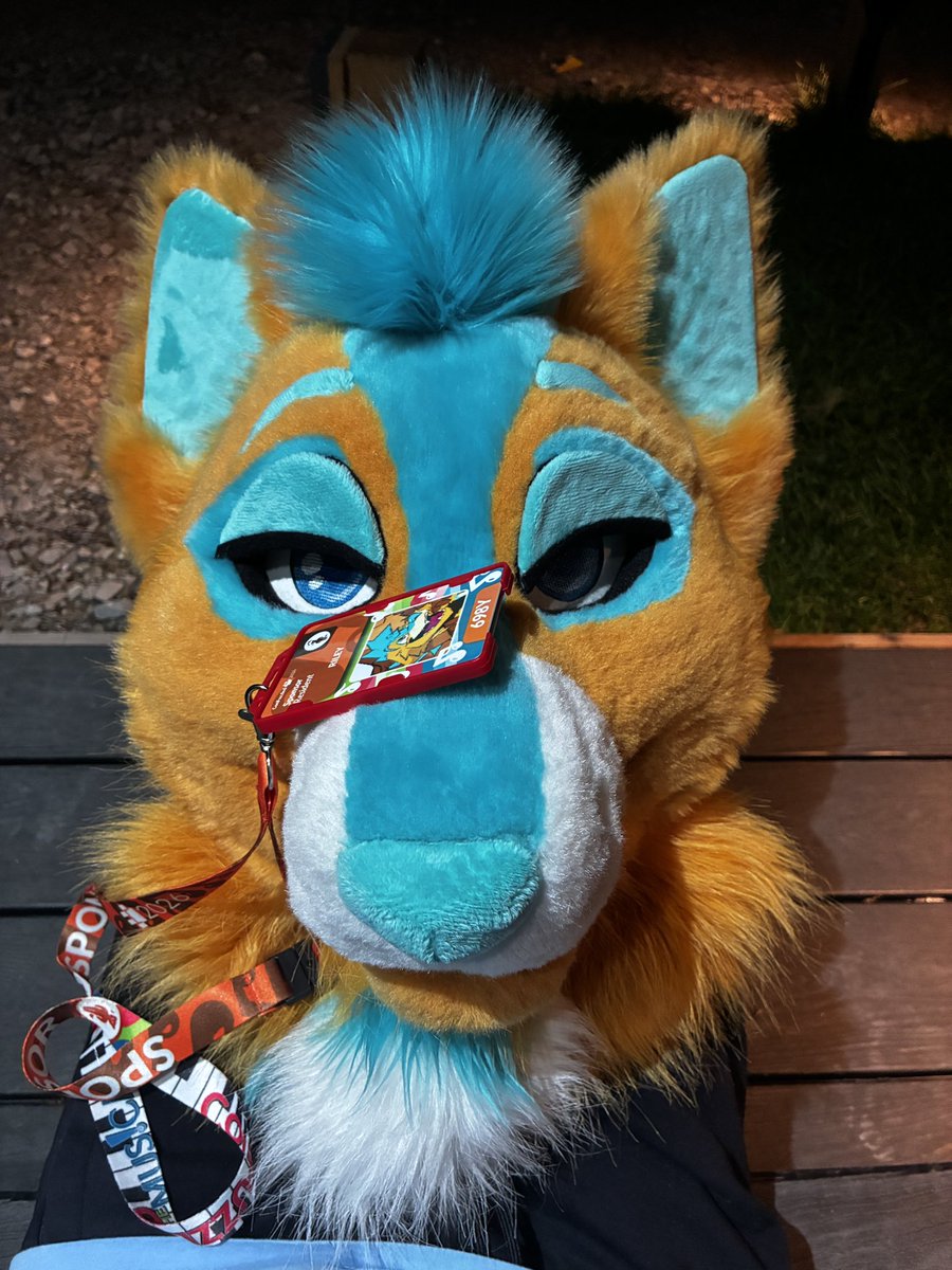 Riley Dog 🧡@ CFz tweet media