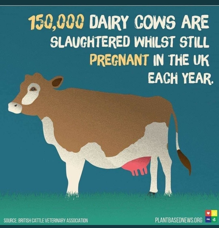 Vegan Future tweet media