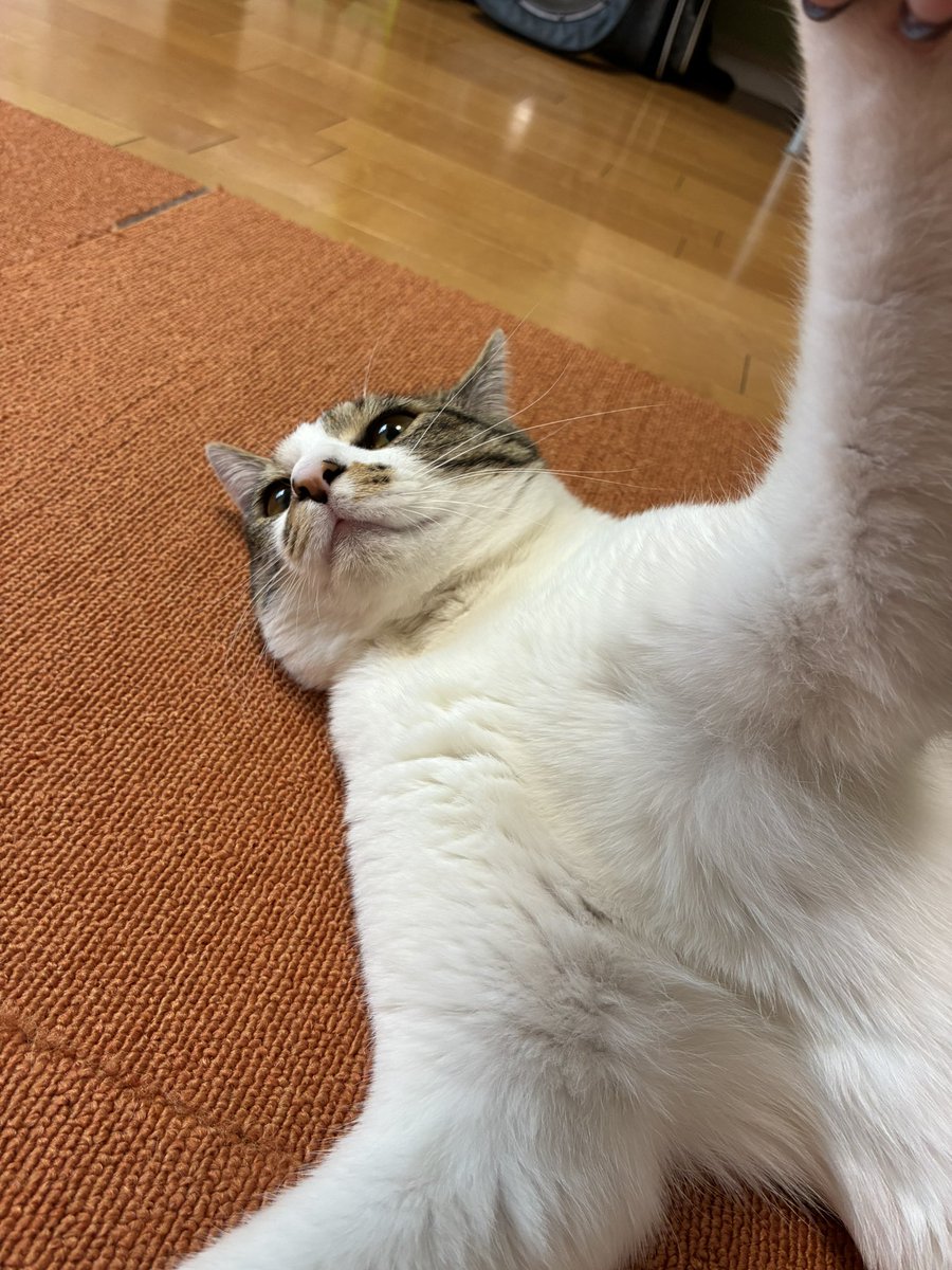 おもちくん tweet media