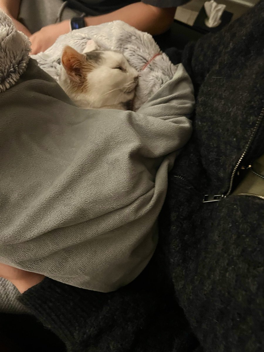 Hypnohound's tweet photo. We lost our sweet girl yesterday. Our time with her was so short, but we gave her so much love and she had so much love to give. You were and are so so so loved, Claudette. I just can’t believe we had to say goodbye so soon.  Thank you for all the laughs and love. 💕❤️‍🩹 https://t.co/D5txXyGCVe