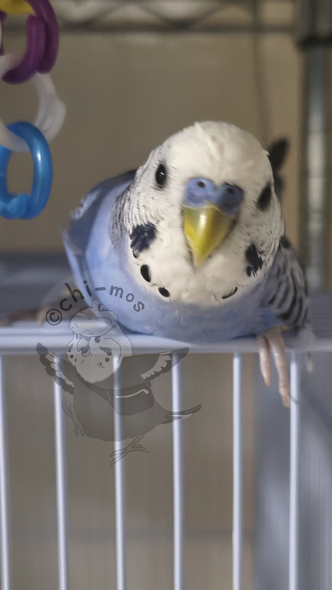 chi-mos tweet media