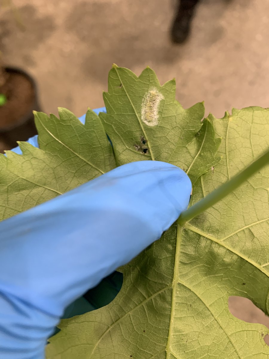 sanmateoco's tweet photo. Consumer Alert: The invasive glassy-winged sharpshooter was found on grapevine plants sold at Bay Area Costco stores after April 21. Do not return or move the plant. Bag it and call your local County Agricultural Commissioner’s office. Read more: https://t.co/MmXmfg9grg https://t.co/MYy8UplVHw