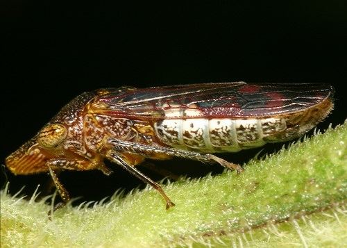 sanmateoco's tweet photo. Consumer Alert: The invasive glassy-winged sharpshooter was found on grapevine plants sold at Bay Area Costco stores after April 21. Do not return or move the plant. Bag it and call your local County Agricultural Commissioner’s office. Read more: https://t.co/MmXmfg9grg https://t.co/MYy8UplVHw