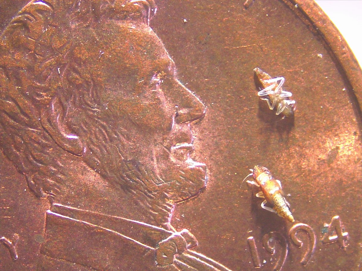 sanmateoco's tweet photo. Consumer Alert: The invasive glassy-winged sharpshooter was found on grapevine plants sold at Bay Area Costco stores after April 21. Do not return or move the plant. Bag it and call your local County Agricultural Commissioner’s office. Read more: https://t.co/MmXmfg9grg https://t.co/MYy8UplVHw