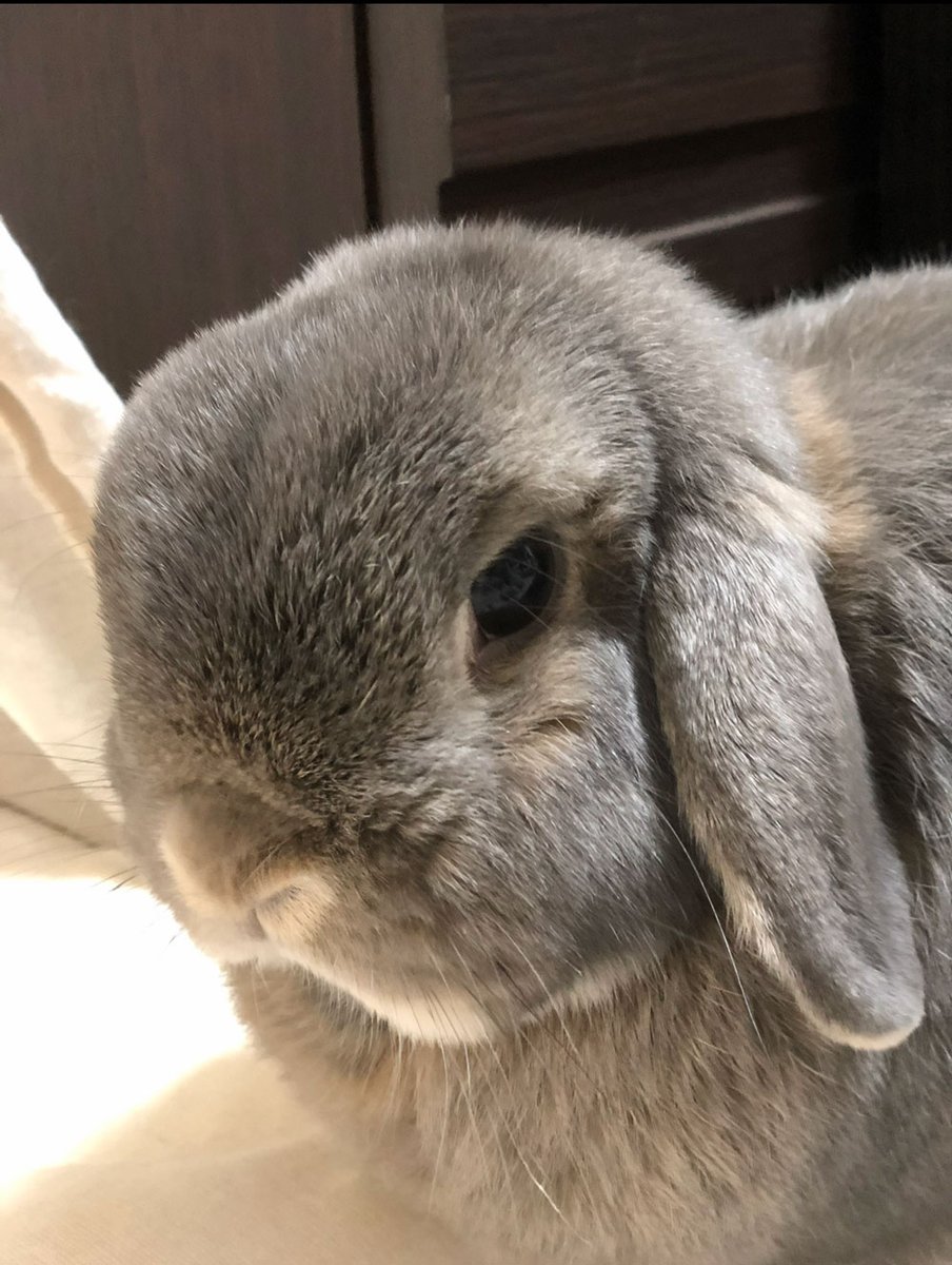 usagi