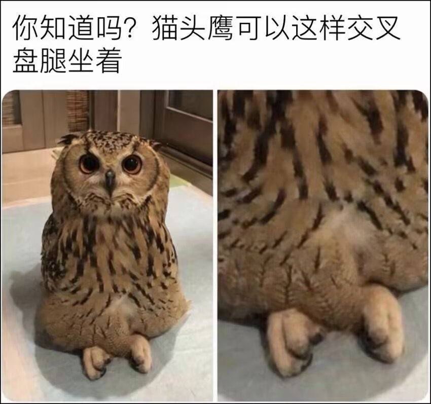 duanhjlt's tweet photo. 你知道吗？

猫头鹰可以这样交叉盘腿坐着 https://t.co/QqMKDzKELm