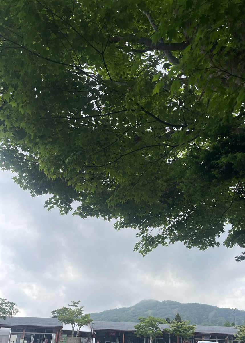 kigsgolf's tweet photo. おはようございます☀️☁️
現在17℃  山のほうは曇多めです
雨は降らない予報でふ
アウトレット店レッスンお待ちしてます
 #企業公式が毎朝地元の天気を言い合う　#軽井沢　#軽井沢インドアゴルフスクール　#ゴルフ　#ラウンド　#レッスン https://t.co/ZM1Yd3as3f