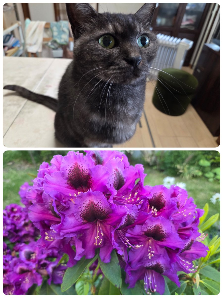 ネコ好き 今は春か夏かわからないニャー！ 毎日何を着ていいか迷うニャ💦 #猫