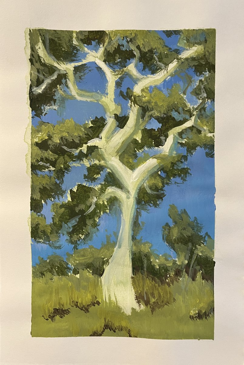 Pixelationer's tweet photo. Eeeeuuuucalypppptussssss- I love these trees. https://t.co/PpR2c6pqwJ