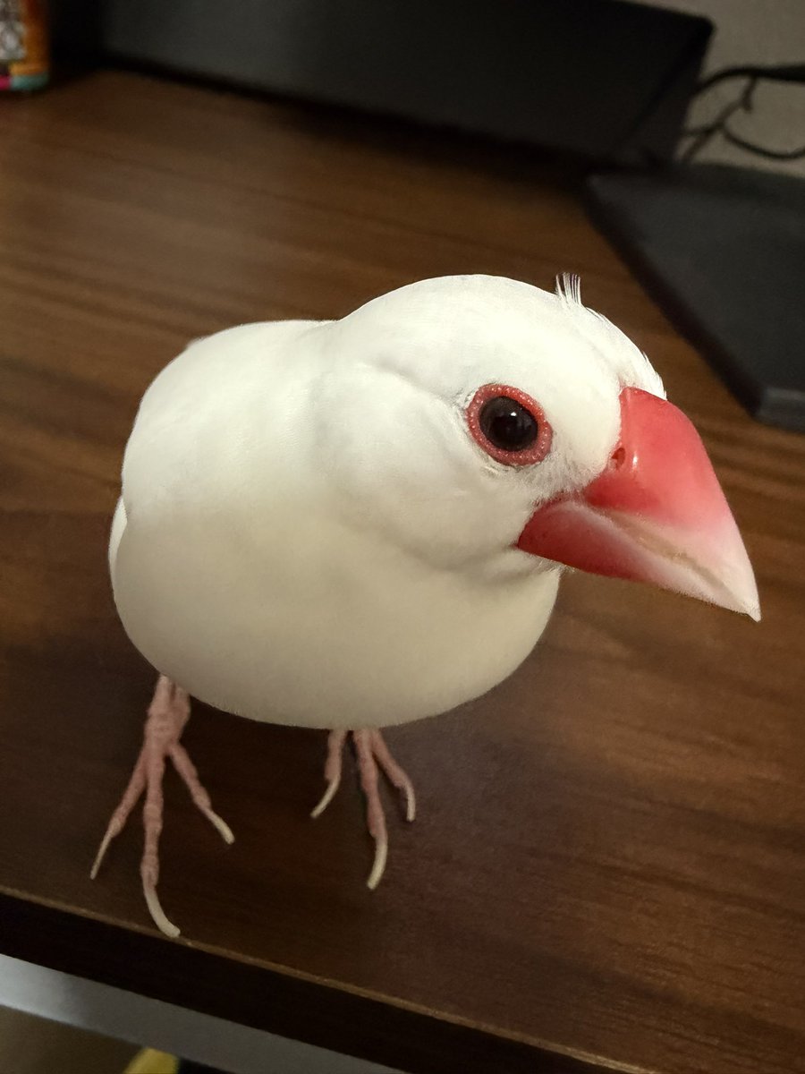 penpen4690's tweet photo. 寝ぐせついてますよ
#文鳥 https://t.co/LY2jLyFNta