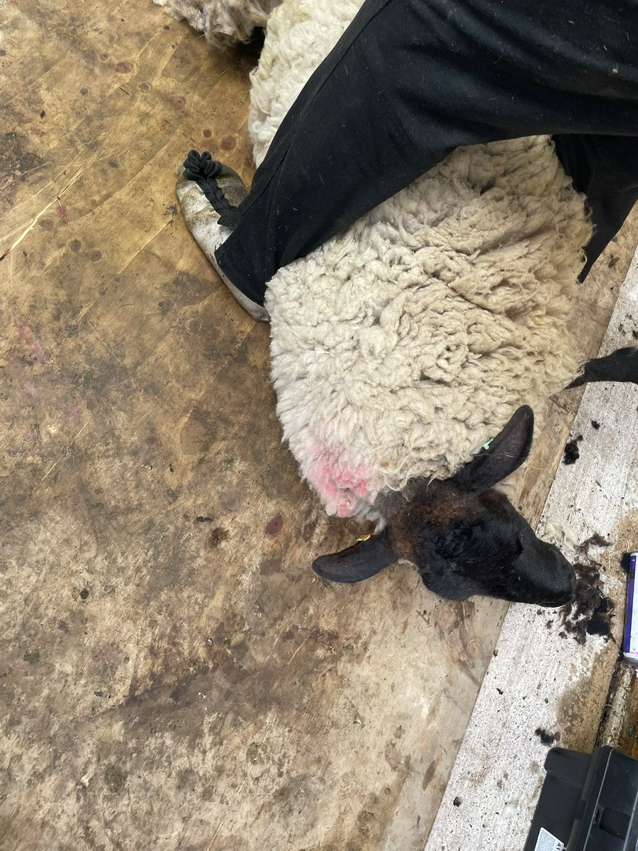 Manx Loaghtan tweet media