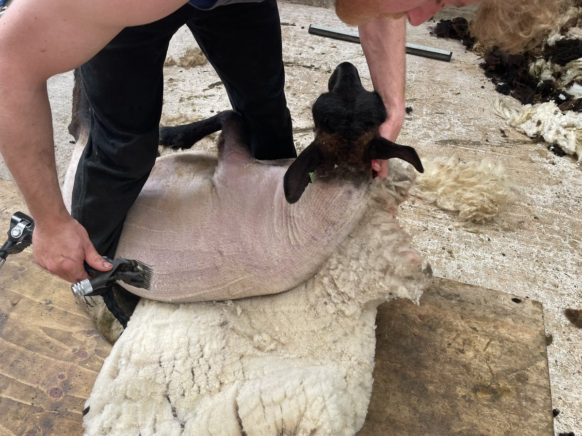 Manx Loaghtan tweet media