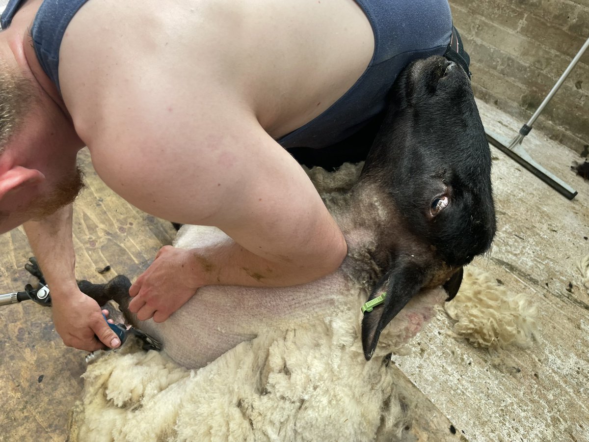Manx Loaghtan tweet media