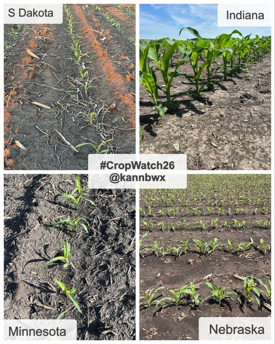 kannbwx's tweet photo. 🌽#CropWatch26 is back for its 9th season. Planting was largely efficient and early, but erratic spring weather has left the corn &amp; soybeans in rougher shape than in past years.

How do producers feel about the prospects, and what are their top concerns? For more, visit my bio. https://t.co/jZqFr2D1lA