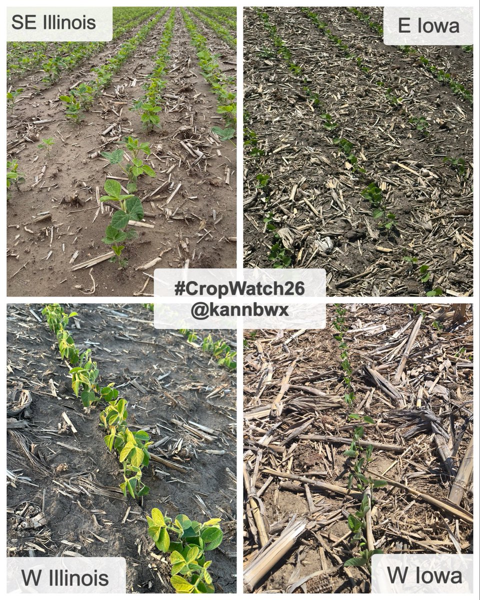 kannbwx's tweet photo. 🌽#CropWatch26 is back for its 9th season. Planting was largely efficient and early, but erratic spring weather has left the corn &amp; soybeans in rougher shape than in past years.

How do producers feel about the prospects, and what are their top concerns? For more, visit my bio. https://t.co/jZqFr2D1lA
