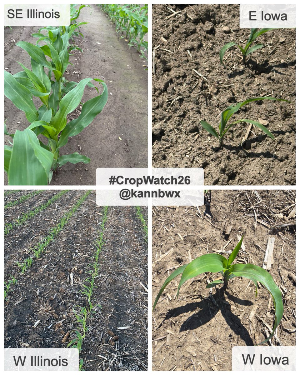 kannbwx's tweet photo. 🌽#CropWatch26 is back for its 9th season. Planting was largely efficient and early, but erratic spring weather has left the corn &amp; soybeans in rougher shape than in past years.

How do producers feel about the prospects, and what are their top concerns? For more, visit my bio. https://t.co/jZqFr2D1lA