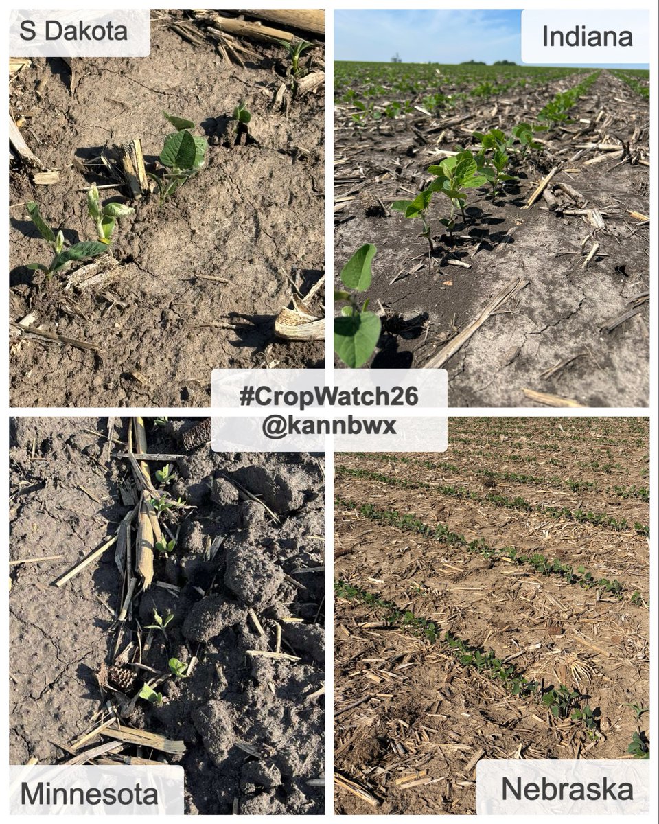 kannbwx's tweet photo. 🌽#CropWatch26 is back for its 9th season. Planting was largely efficient and early, but erratic spring weather has left the corn &amp; soybeans in rougher shape than in past years.

How do producers feel about the prospects, and what are their top concerns? For more, visit my bio. https://t.co/jZqFr2D1lA