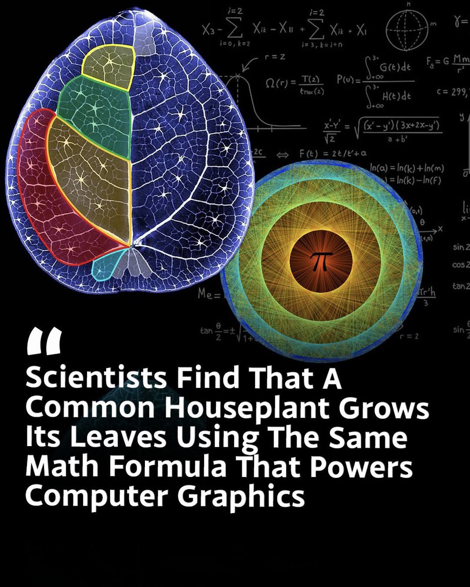 THIS PLANT USES THE SAME MATH AS AI Scientists discovered that the ...