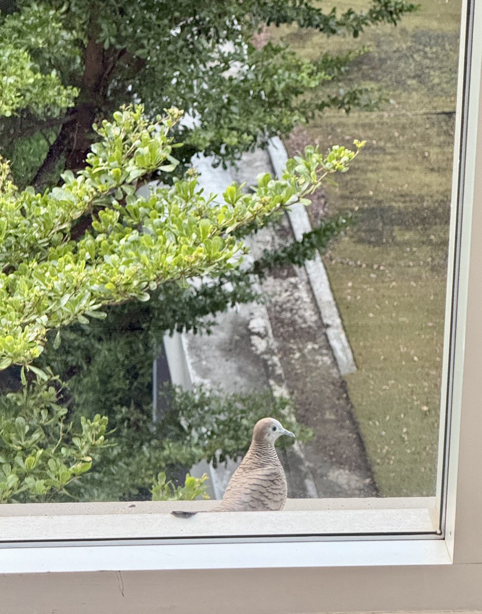 NITLITTLE1's tweet photo. จะเอ๋ มีน้องมาทักทายตอนเช้า🐦‍⬛🌿🌿
#birds #ทักทาย #แลกฟอล https://t.co/dRjfVq17fN