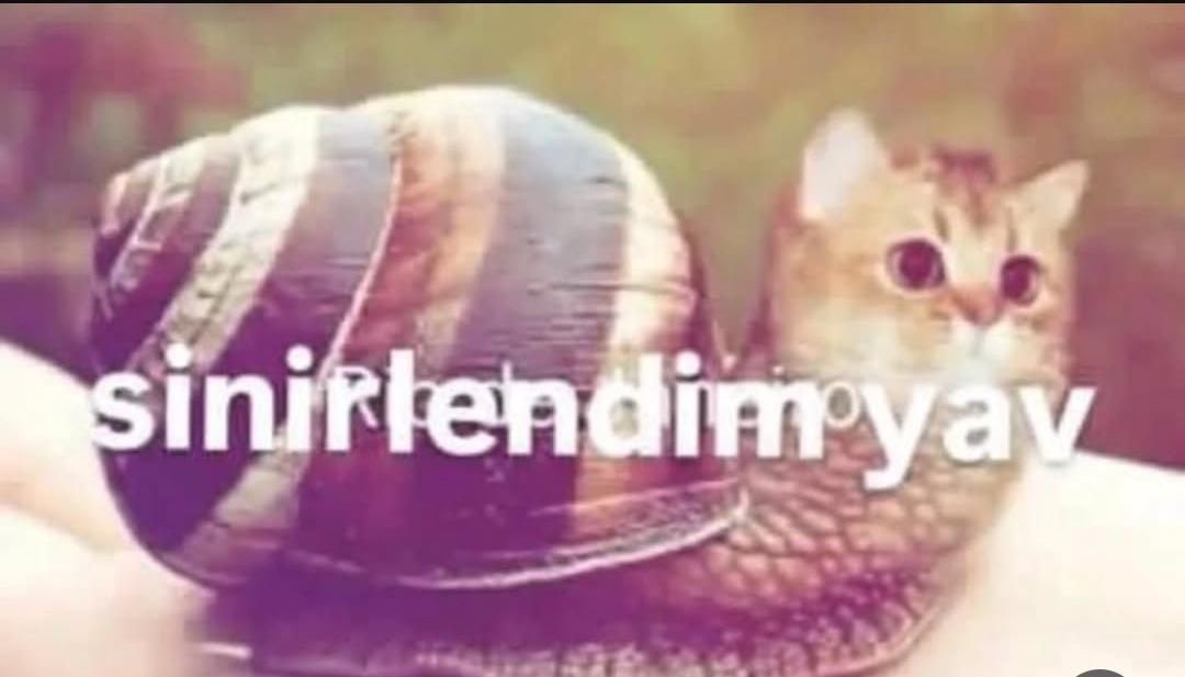 cemrewhy's tweet photo. https://t.co/3ueghKS2tL