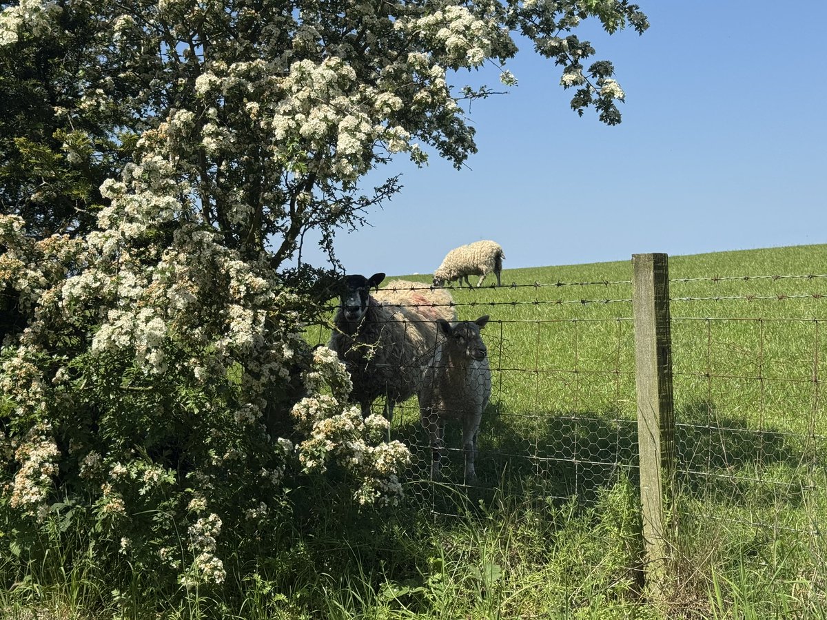 360_brat's tweet photo. U guys tripping bout the heat but I spent js spent all day in the middle of a field amongst the sheep sunbathing with my butt out https://t.co/Xk4FvsPle9