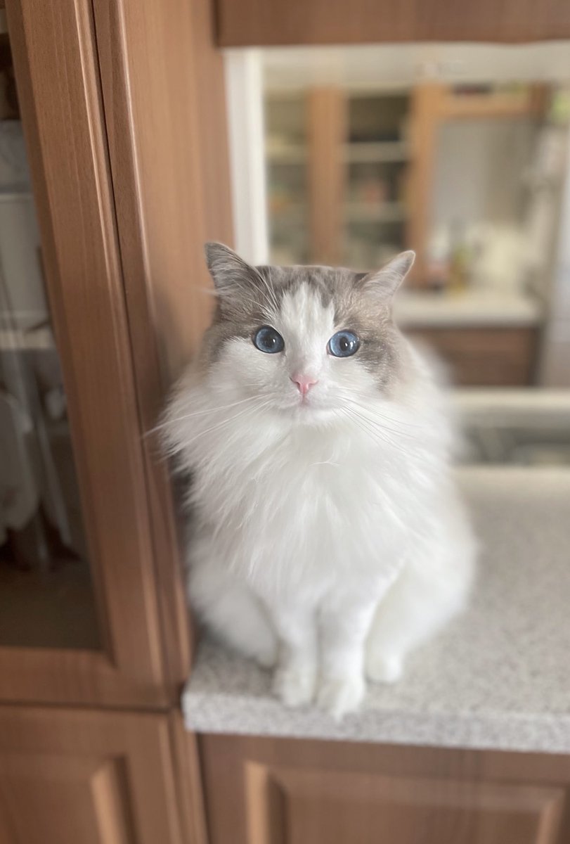 Peerless0819's tweet photo. おはようふさふさちゃん

 #猫がいる幸せ #ねこかわいいね https://t.co/IAZ5D0qLsY
