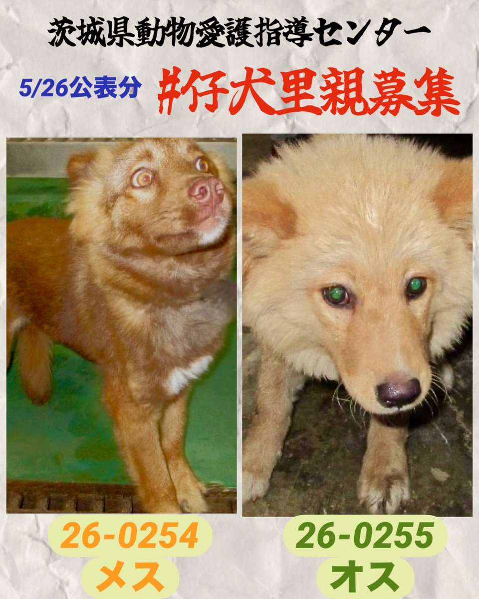 gollfe's tweet photo. 仔犬の収容が多いです🙇🏼‍♀️
生体販売では無く保護犬を家族に🙏🏻
🆘5/26茨城県動物指導センター 
🍀#仔犬里親募集
仔犬で生後半年未満でしょうか
保護犬を家族として迎える選択をお願いします🙇🏼‍♀️🍀
譲渡希望者様へ
🔸センターから直接一般の方へのお渡しは無し
🔸登録ボランティア経由で譲渡を受けてください
♦️仔犬の収容情報
📍古河市上片田 から保護
🔹26-0254・メス・茶
📍坂東市沓掛から保護
🔹26-0255・メス・茶
🍀仔犬収容情
https://t.co/swMwfEwVxJ