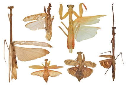 Insect_Bar tweet picture