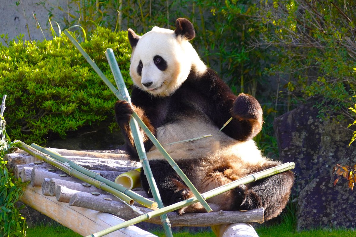 panda