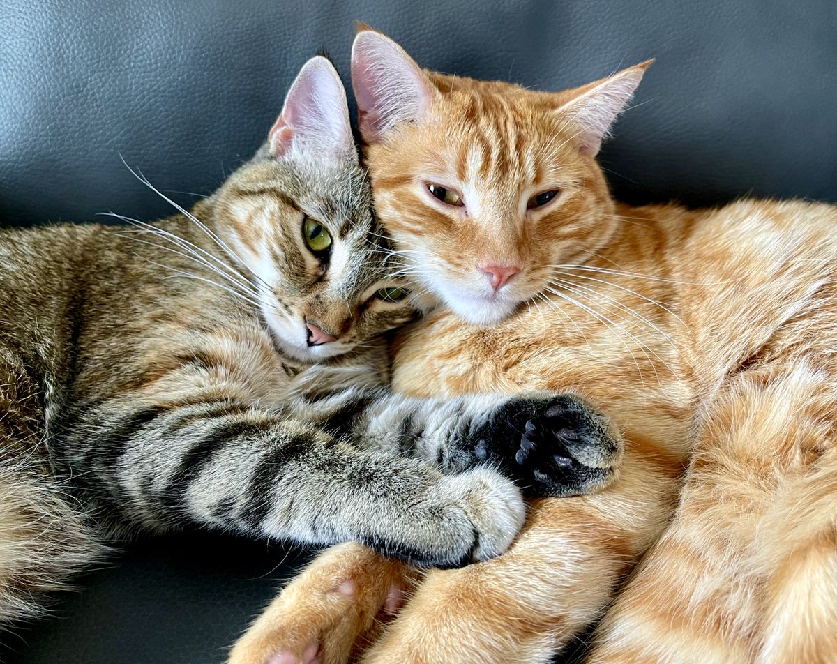 SubduedSnarl's tweet photo. "Sweetness"  

#Furrari 
#Max 
#Cats https://t.co/sY2rcijBkE