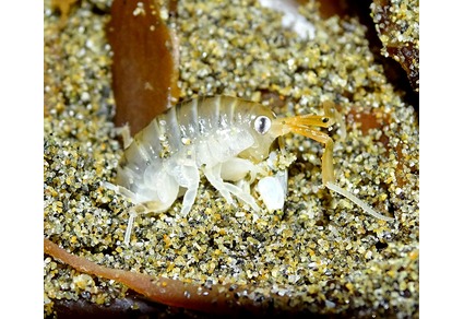 Zootaxa's tweet photo. Phylogenetic analysis and revision of the genus #Orchestoidea Nicolet, 1849 (#Amphipoda: #Senticaudata: #Talitridae), with description of a new species
#taxonomy
#newspecies
https://t.co/uDrdUj5mRZ https://t.co/fBbcMz5YmD