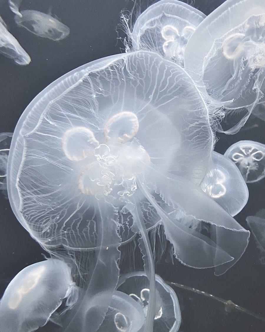 jellyfish of thinkertwt 💭 tweet media