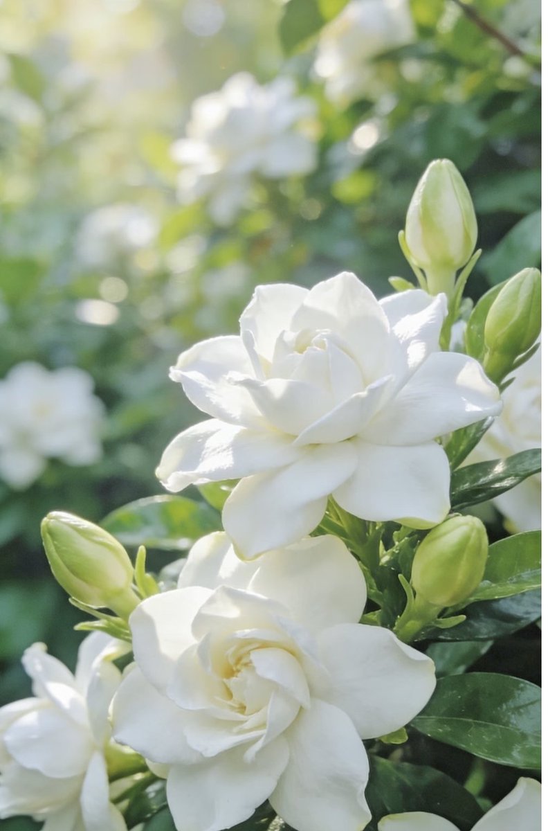 Qianqianl1's tweet photo. 又是被花香醉醒的一天，
天气凉爽，
心情美丽✌
Woke up intoxicated by floral scents✨ #早安 https://t.co/30aOfXD0U6