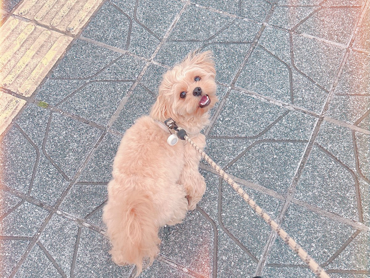 FF14_Nene's tweet photo. ⠀
朝から可愛くてありがとうございます🐶
⠀ https://t.co/3FuKUXtAeH