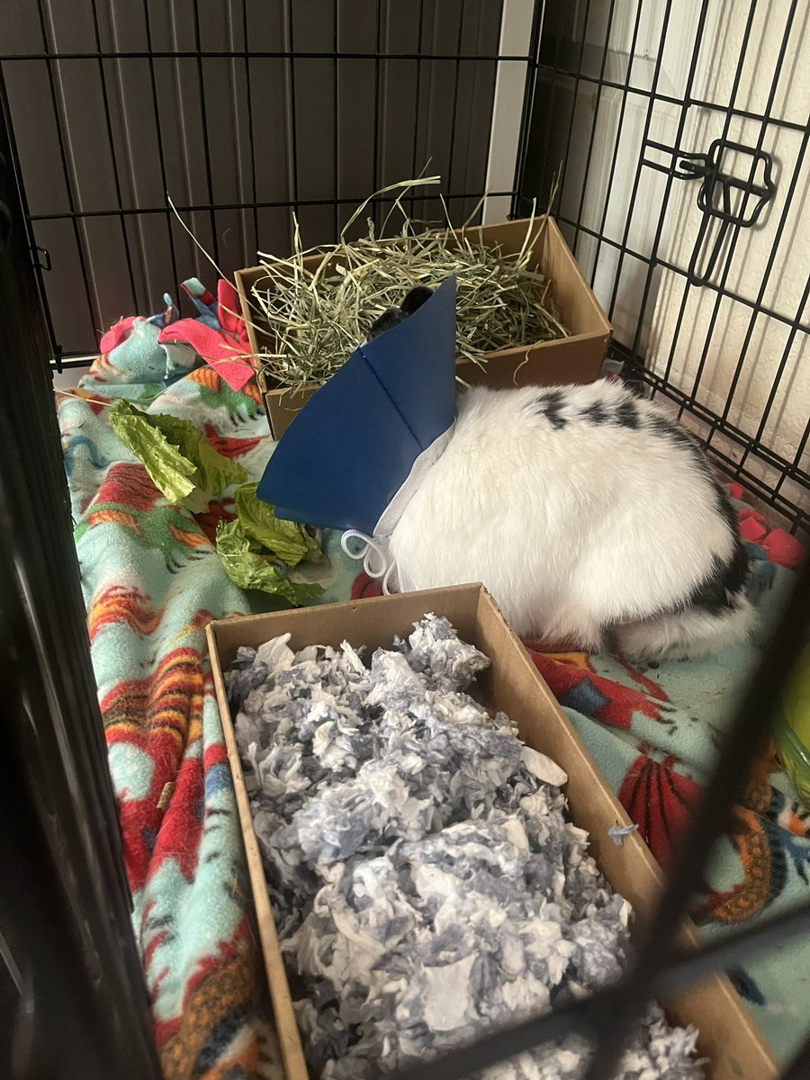 Wild_Backyard's tweet photo. Munchie’s medical ward https://t.co/jn8AXQc3GX