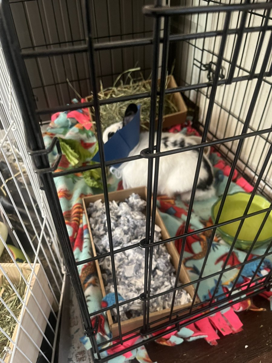 Wild_Backyard's tweet photo. Munchie’s medical ward https://t.co/jn8AXQc3GX