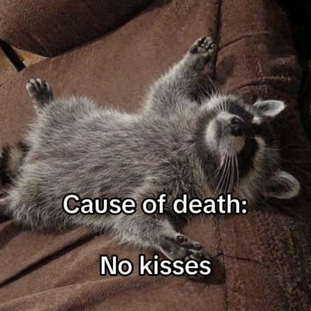 Why you should have a Raccoon tweet media