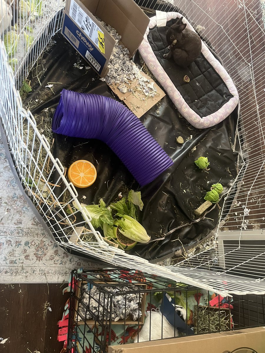 Wild_Backyard's tweet photo. He still has some access to his buddy Mocha through the grates so they can keep an eye on each other for the next two weeks https://t.co/b7QsrxLfoM