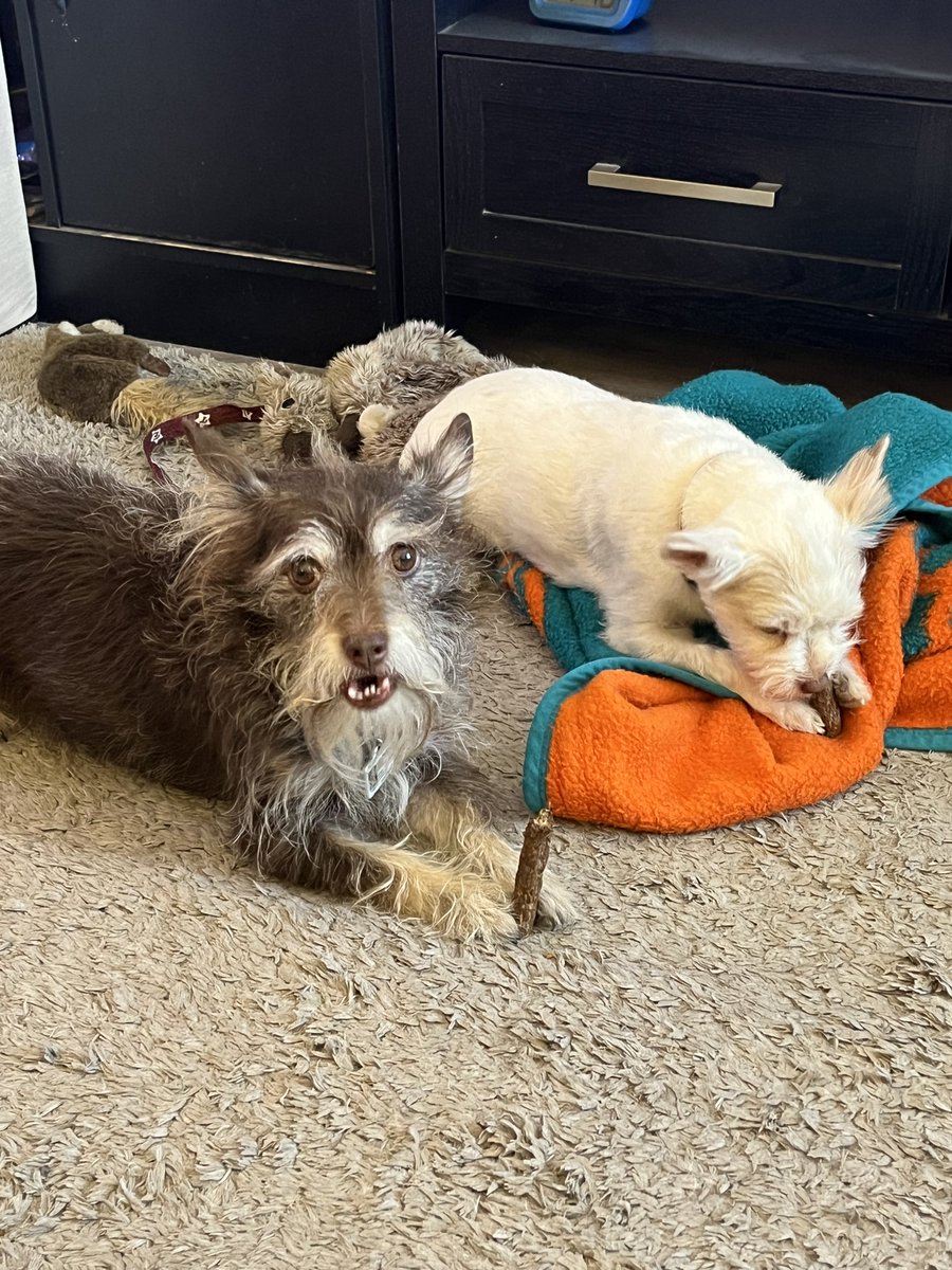 TeeDubInAZ1's tweet photo. Good dogs deserve good bones! https://t.co/fRFllelrLA