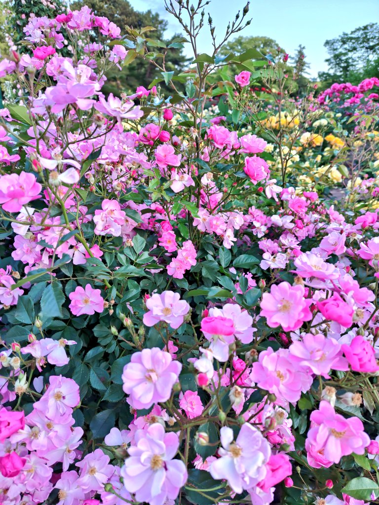 おはようございます。満開の薔薇✨本日も良き一日であります様に