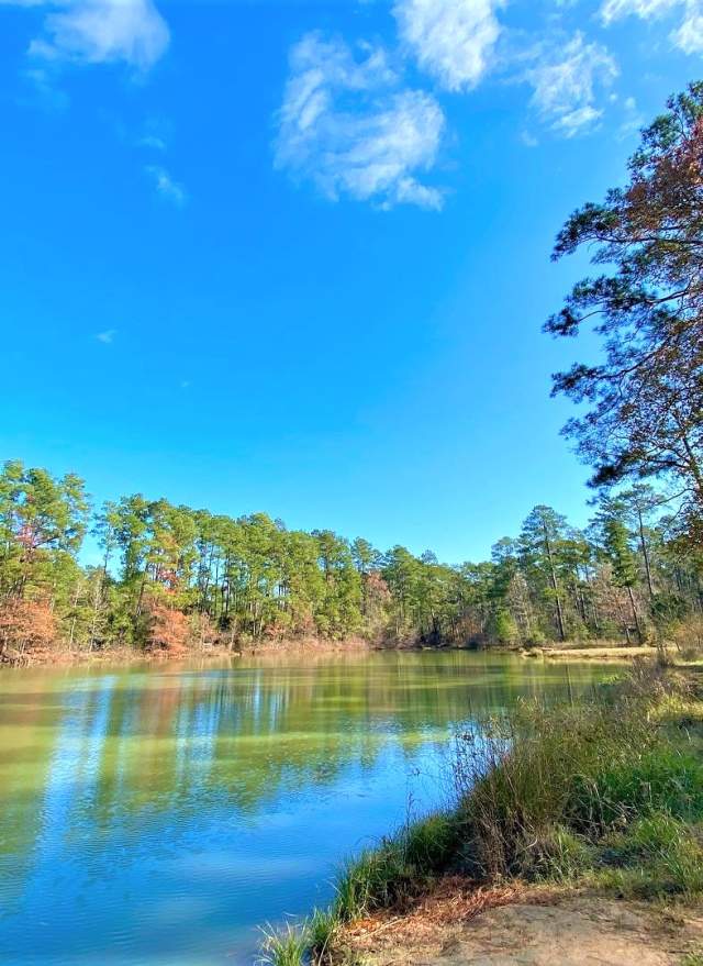 VisitConroe's tweet photo. Get outside this summer at WG Jones State Forest! 🌲It’s an absolute must visit if you’re looking for breathtaking trails. Listen for endangered Red Cockaded Woodpeckers, take in the views on horseback, or try your luck fishing!  🎣🥾

🔗 https://t.co/8TpPIqW39u 
#VisitConroe https://t.co/aXS9ny5cJR