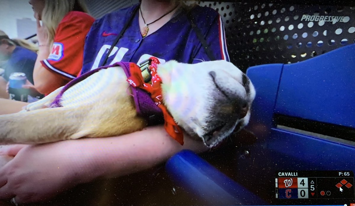 rocky985's tweet photo. This 4-legged dude knows the state of the @CleGuardians offense. #guardsball #goguards https://t.co/FApHg97OIi