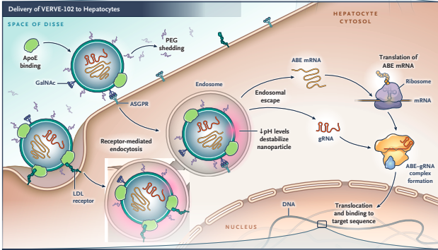AmmousMD's tweet photo. The new LDL gene therapy uses Covid vaccine mRNA technology to make more potent statins

What could go wrong....? https://t.co/kEWkxtt7T7