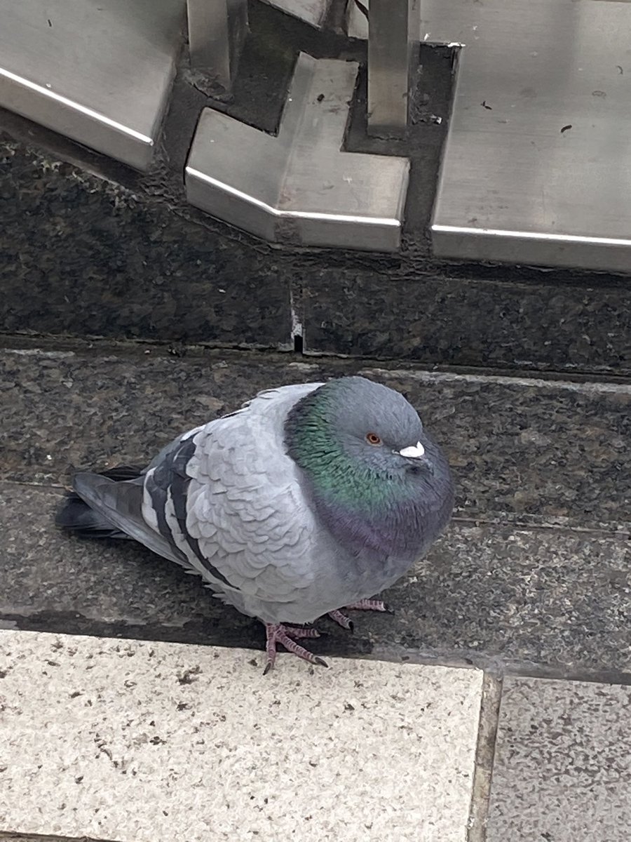 ろこもこ tweet media