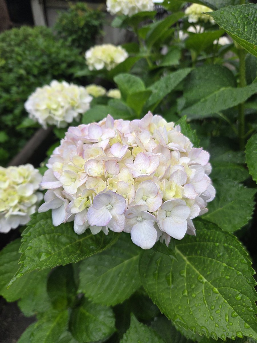 raian36's tweet photo. おはようございます
長崎は雨です。気温24°C🌡
素敵な水曜日になりますように🍀😊☔️✨
 #あさんぽ
 #花の写真
 #長崎
 #おはようございます https://t.co/BpzaFUq7cr