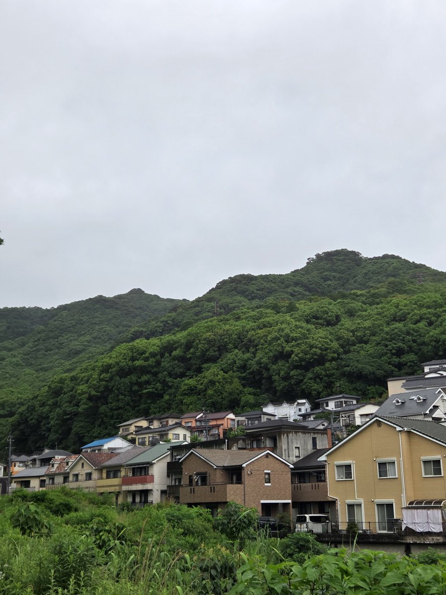 raian36's tweet photo. おはようございます
長崎は雨です。気温24°C🌡
素敵な水曜日になりますように🍀😊☔️✨
 #あさんぽ
 #花の写真
 #長崎
 #おはようございます https://t.co/BpzaFUq7cr